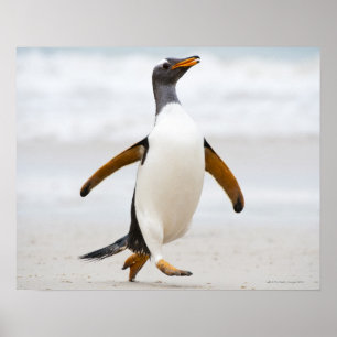 Gentooのペンギン ポスター