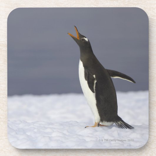 Gentooのペンギン(Pygoscelisパプア)の大人の鳥 コースター (正面)