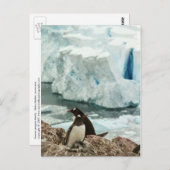 Gentooペンギン家族はがき ポストカード (正面/裏面)