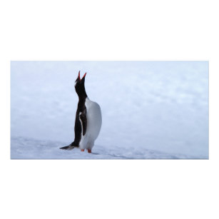Gentooペンギン カード