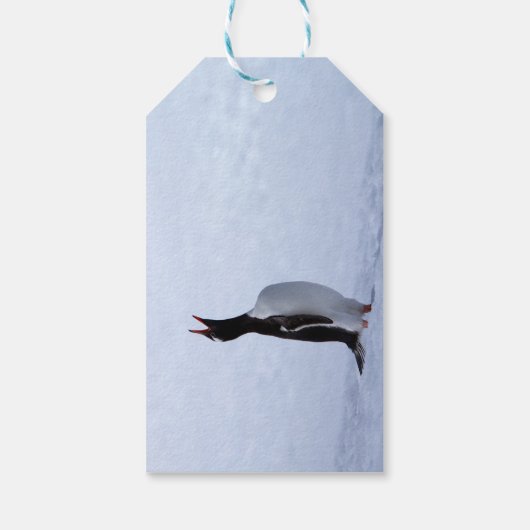 Gentooペンギン ギフトタグ (裏面)