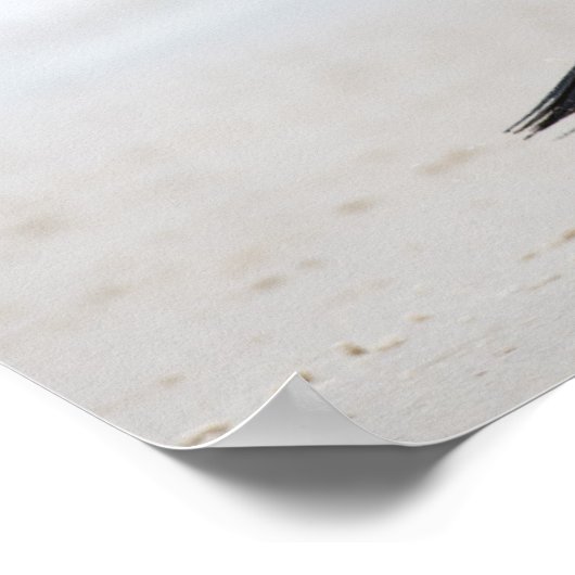 Gentooペンギン ポスター (角)