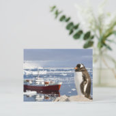 Gentooペンギン ポストカード (スタンド正面)