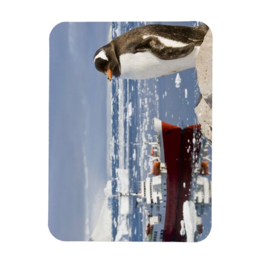 Gentooペンギン マグネット (縦)