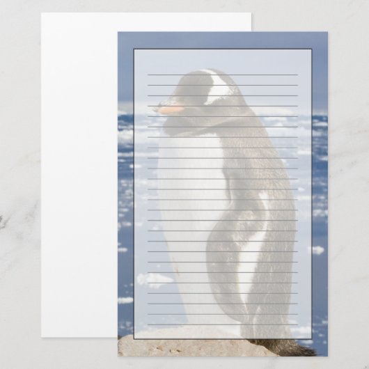 Gentooペンギン 便箋 (正面/裏面)