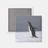 Gentooペンギン（Pygoscelisパプア）成鳥 マグネット (正面/裏面)