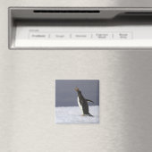 Gentooペンギン（Pygoscelisパプア）成鳥 マグネット (インサイチュ (食洗機))