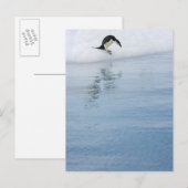 Gentooペンギン(Pygoscelis papua) ポストカード (正面/裏面)