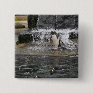 Gentoo Penguin & Friendsエディンバラ動物園スコットランドポー 缶バッジ