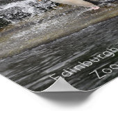 Gentoo Penguin & Friendsエディンバラ動物園スコットランド ポスター (角)