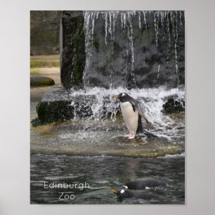Gentoo Penguin & Friendsエディンバラ動物園スコットランド ポスター