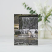 Gentoo Penguin & Friendsエディンバラ動物園スコットランド ポストカード (スタンド正面)