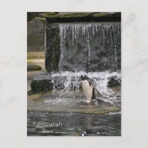 Gentoo Penguin & Friendsエディンバラ動物園スコットランド ポストカード
