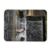 Gentoo Penguin & Friendsエディンバラ動物園スコットランド マグネット (横)