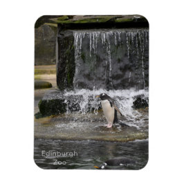 Gentoo Penguin & Friendsエディンバラ動物園スコットランド マグネット