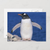 Gentoo Penguin Pygoscelis papua)ポート ポストカード (正面/裏面)