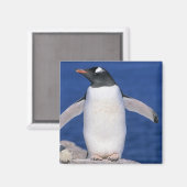 Gentoo Penguin Pygoscelis papua)ポート マグネット (正面/裏面)
