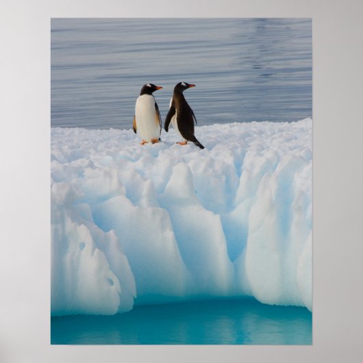 gentoo penguin, Pygoscelis Papua, on glacial ice ポスター (正面)