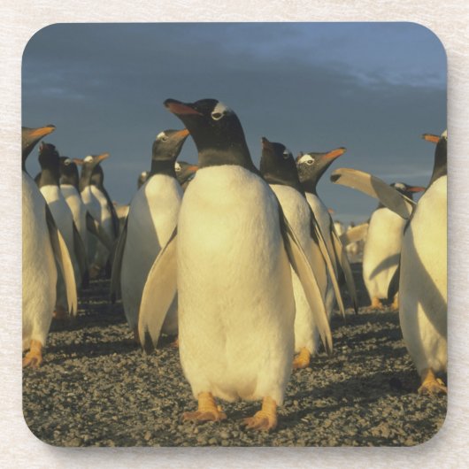 Gentoo Penguins, (Pygoscelis papua)，フォークランド コースター (正面)