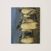 Gentoo Penguins, (Pygoscelis papua)，フォークランド ジグソーパズル (縦)