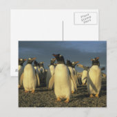 Gentoo Penguins, (Pygoscelis papua)，フォークランド ポストカード (正面/裏面)