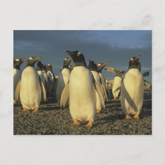 Gentoo Penguins, (Pygoscelis papua)，フォークランド ポストカード (正面)