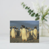 Gentoo Penguins, (Pygoscelis papua)，フォークランド ポストカード (スタンド正面)