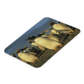 Gentoo Penguins, (Pygoscelis papua),フォークランド マグネット (左側)