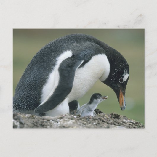 Gentoo Penuin, (Pygoscelis papua),フォークランド ポストカード (正面)