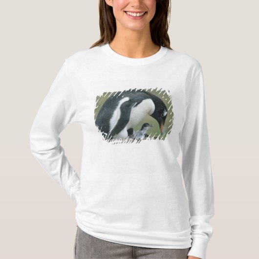 Gentoo Penuin, (Pygoscelis papua)，フォークランド Tシャツ (正面)