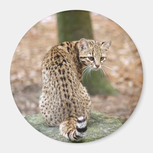 geoffroy-cat-004 マグネット (正面)