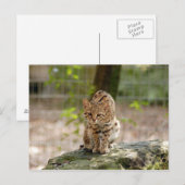 geoffroy-cat-020 ポストカード (正面/裏面)