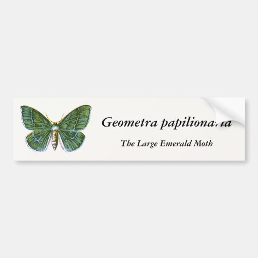 Geometra papilionaria – 大エメラルド蛾 バンパーステッカー (正面)