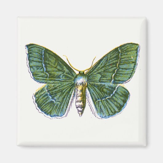 Geometra papilionaria – 大エメラルド蛾 マグネット (正面)