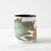 Geophagus sp。 "Tapajosオレンジ頭部" マグカップ (中央)