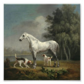 George Stubs - A Apple Gray Hunter フォトプリント (正面)