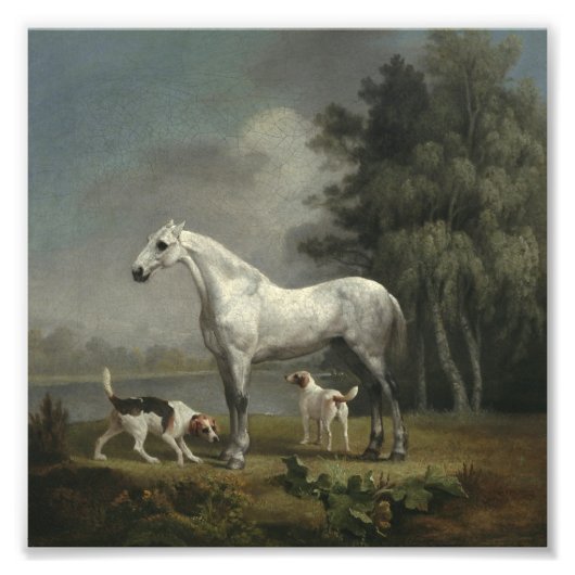 George Stubs - A Apple Gray Hunter フォトプリント (正面)