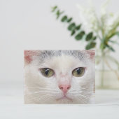 George the Cat's Close Upはがき シーズンポストカード (スタンド正面)