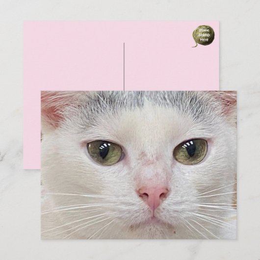 George the Cat's Close Upはがき シーズンポストカード (正面/裏面)