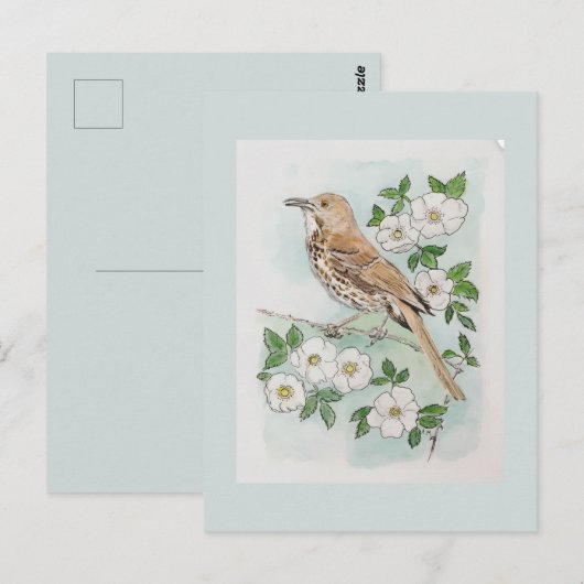 Georgia state bird and flower ポストカード (正面/裏面)