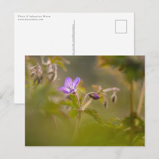 Geranium Blossom自然写真 ポストカード (正面/裏面)