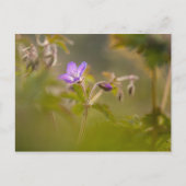 Geranium Blossom自然写真 ポストカード (正面)