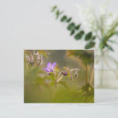 Geranium Blossom自然写真 ポストカード (スタンド正面)