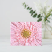 Gerberaデイジークローズアップ写真はがき ポストカード (スタンド正面)
