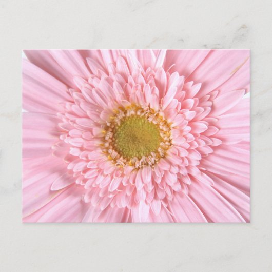 Gerberaデイジークローズアップ写真はがき ポストカード (正面)