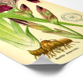 German Iris (Iris germanica) ポスター (角)