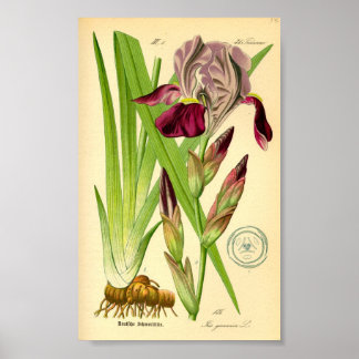German Iris (Iris germanica) ポスター