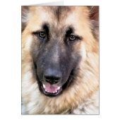 GERMAN SHEPHERDカード (正面)