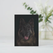 German shepherd dog portrait ポストカード (スタンド正面)
