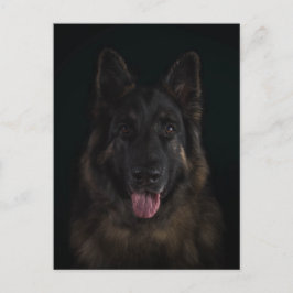 German shepherd dog portrait ポストカード